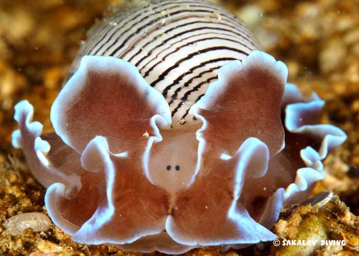 nudibranches et planaires de Nosy Be Madagascar